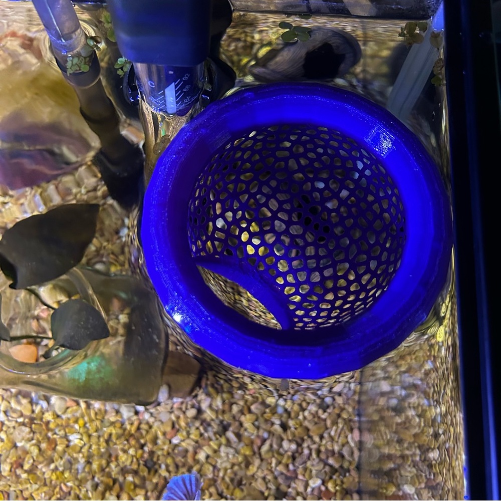 Fish Floating Cave